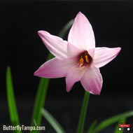Argentine Rain Lily (Habranthus robustus) - 1 Gallon
