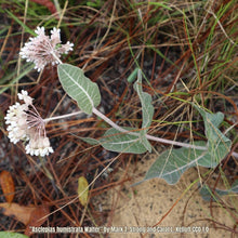 Load image into Gallery viewer, Sandhill Milkweed (Asclepias humistrata)
