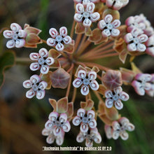 Load image into Gallery viewer, Sandhill Milkweed (Asclepias humistrata)
