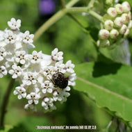 Redring Milkweed (Asclepias variegata)