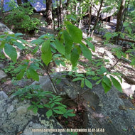Small Flower Pawpaw (Asimina parviflora)