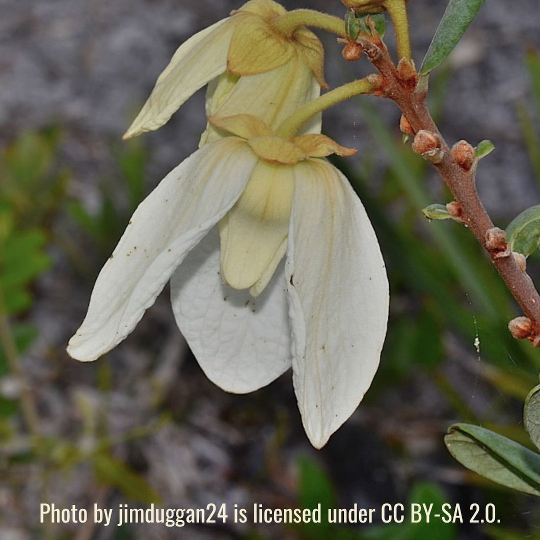 Netted Pawpaw - Asimina reticulata