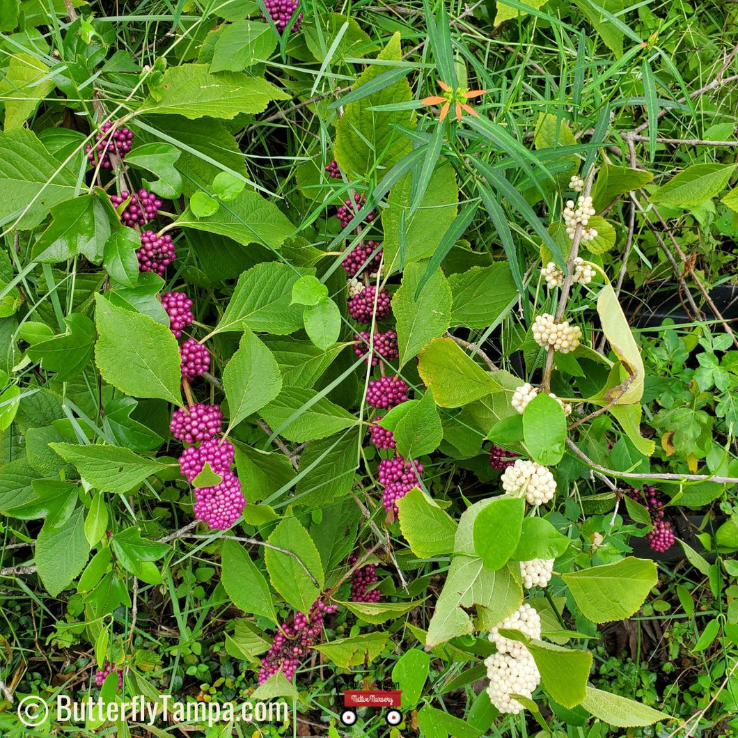 White & Purple Beautyberry - Callicarpa americana Hybrid Purple & White