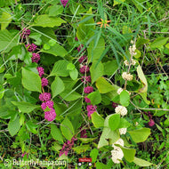 White & Purple Beautyberry (Callicarpa americana Hybrid Purple & White)