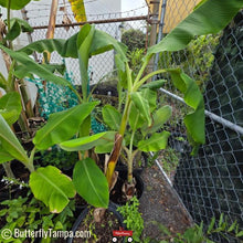 Load image into Gallery viewer, Banana - Musa × paradisiaca
