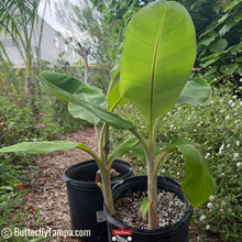 Load image into Gallery viewer, Banana - Musa × paradisiaca
