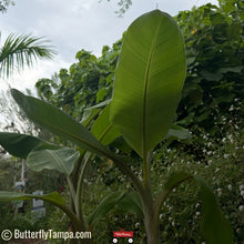 Load image into Gallery viewer, Banana - Musa × paradisiaca
