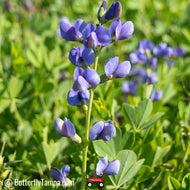 Blue False Indigo (Baptisia australis) - 1 Gallon
