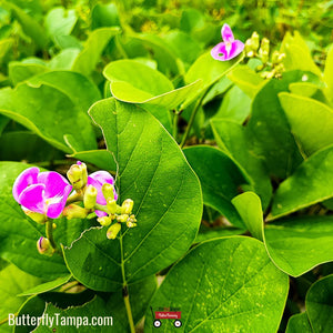 Beach-bean - Canavalia rosea