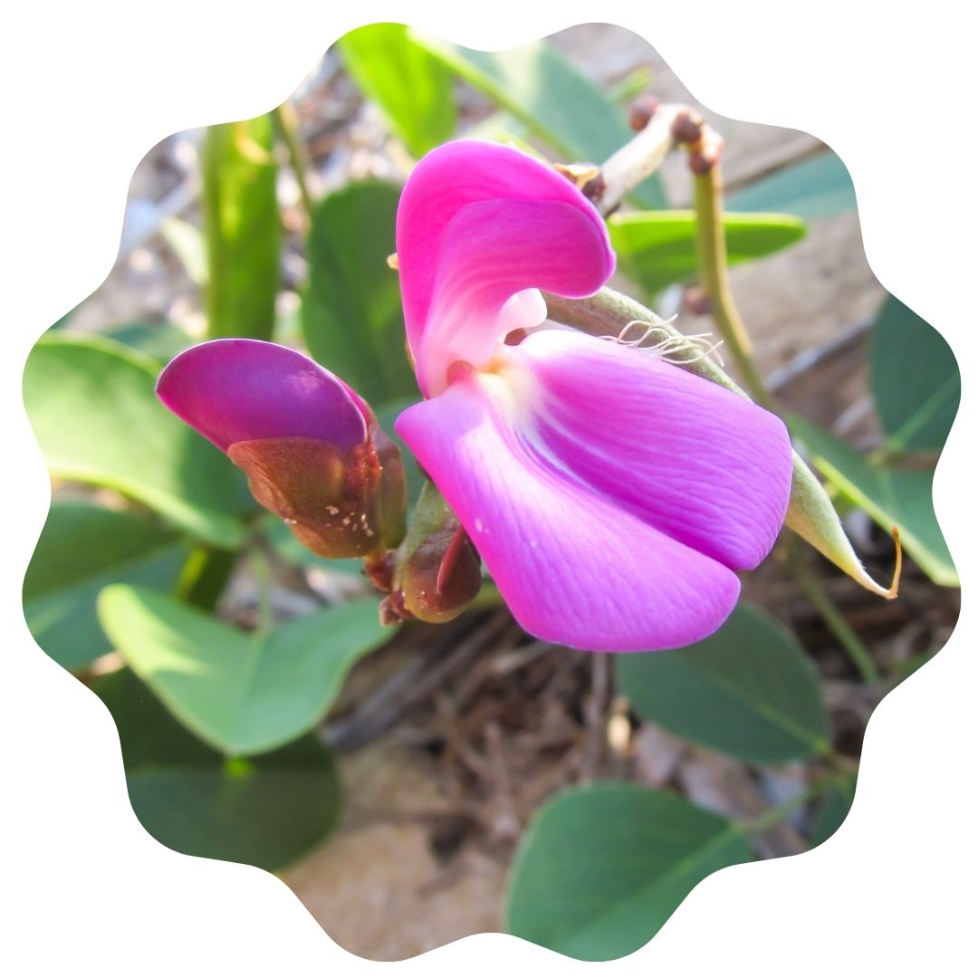 Beach-bean - Canavalia rosea – Little Red Wagon Native Nursery