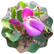 Beach-bean (Canavalia rosea)