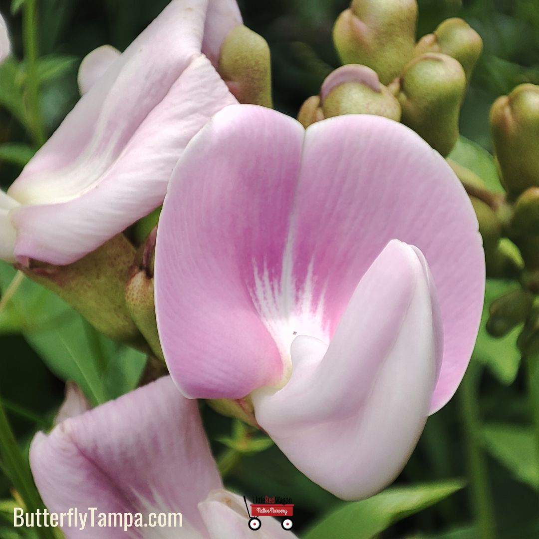 Canavalia Rosa Beach-bean - Canavalia rosea – Little Red Wagon Native Nursery