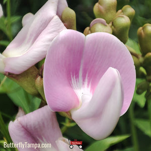 Beach-bean - Canavalia rosea