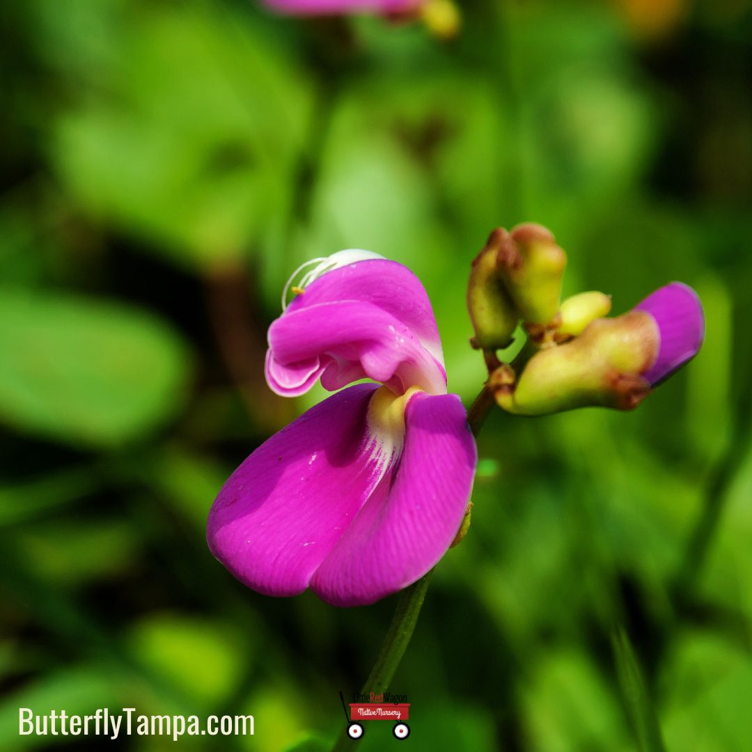 Canavalia Rosa Beach-bean - Canavalia rosea – Little Red Wagon Native Nursery