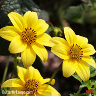 Burr Marigold (Bidens mitis)