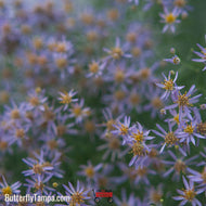 Blue Wood Aster (Symphyotrichum cordifolium) - 1 Gallon