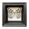 Black and White Butterfly