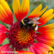 Load image into Gallery viewer, Blanket Flower - Gaillardia pulchella (1 gal.)
