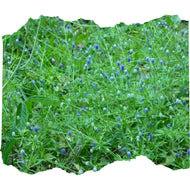 Baldwin's Eryngium (Eryngium baldwinii) - 1 Gallon