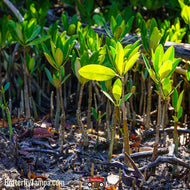 Black Mangrove (Avicennia germinans)