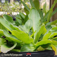 Blueflower Eryngo (Eryngium integrifolium) - 1 Gallon