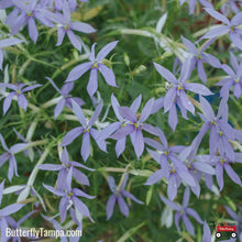 Load image into Gallery viewer, Blue Star - Amsonia tabernaemontana
