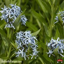 Load image into Gallery viewer, Blue Star - Amsonia tabernaemontana
