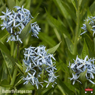 Blue Star (Amsonia tabernaemontana) - 1 Gallon