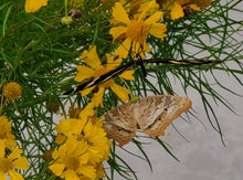 Load image into Gallery viewer, Spanish daisy -  Helenium spp. (amarum) (1 gal.)
