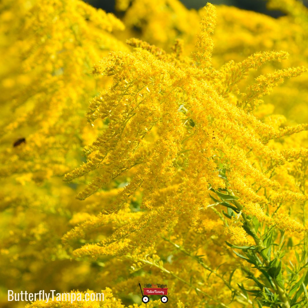 Canada Goldenrod - Solidago Canadensis var. scabra (1 Gallon) – Little ...