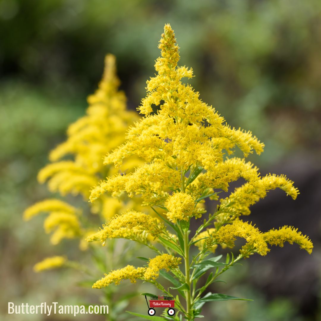 Canada Goldenrod - Solidago Canadensis var. scabra (1 Gallon) – Little ...