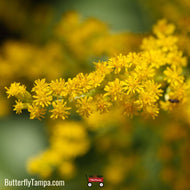 Canada Goldenrod (Solidago Canadensis var. scabra)