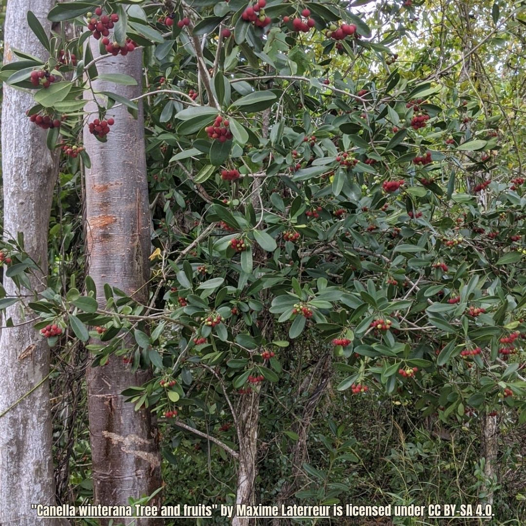 Cinnamon Bark - Canella winterana (3 Gal.)