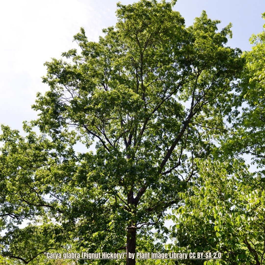 Pignut Hickory - Carya glabra (3 Gallon) – Little Red Wagon Native Nursery