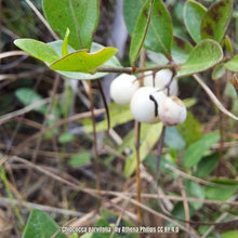 Load image into Gallery viewer, Pineland Snowberry - Chiococca parvifolia (3 gal.)
