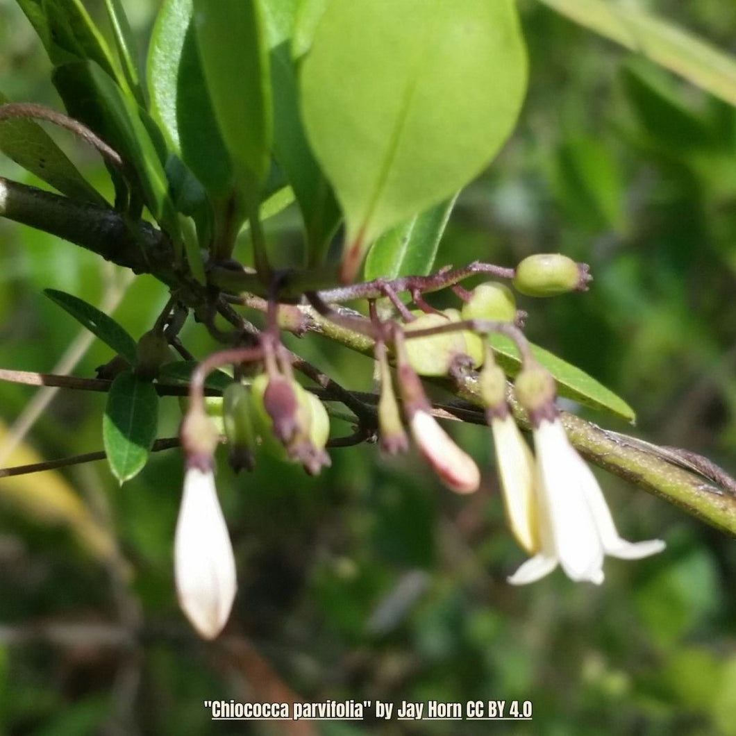 Pineland Snowberry - Chiococca parvifolia (3 gal.)