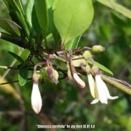 Pineland Snowberry (Chiococca parvifolia) - 3 Gallon