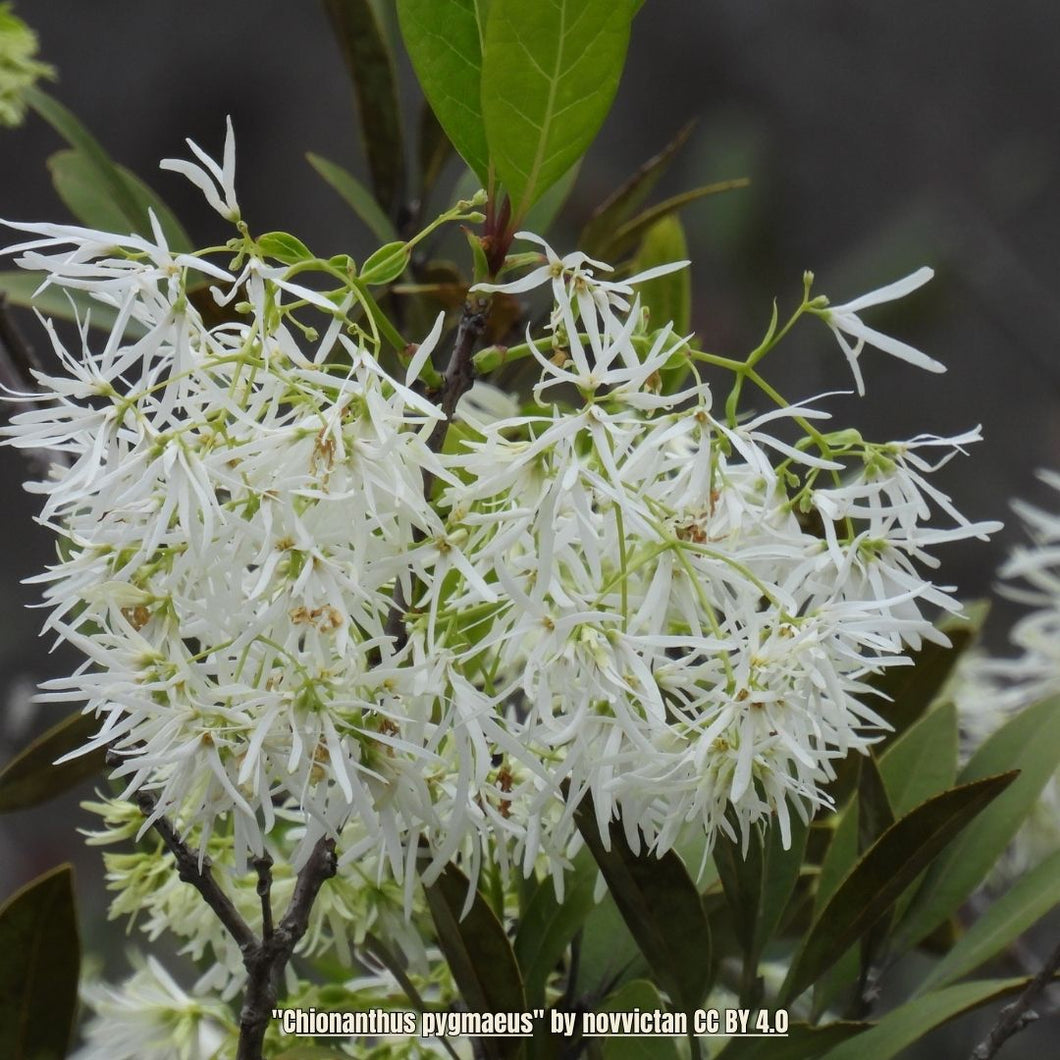 Pigmy Fringe Tree (Chionanthus pygmaeus)