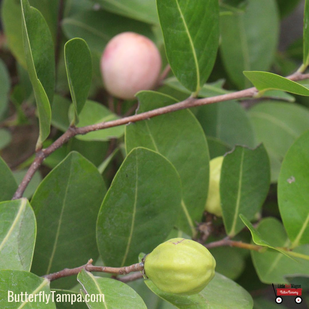 Horizontal Cocoplum - Chrysobalanus icaco var. horizontal (3 Gallon)