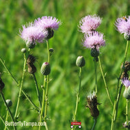 Purple Thistle (Cirsium horridulum)
