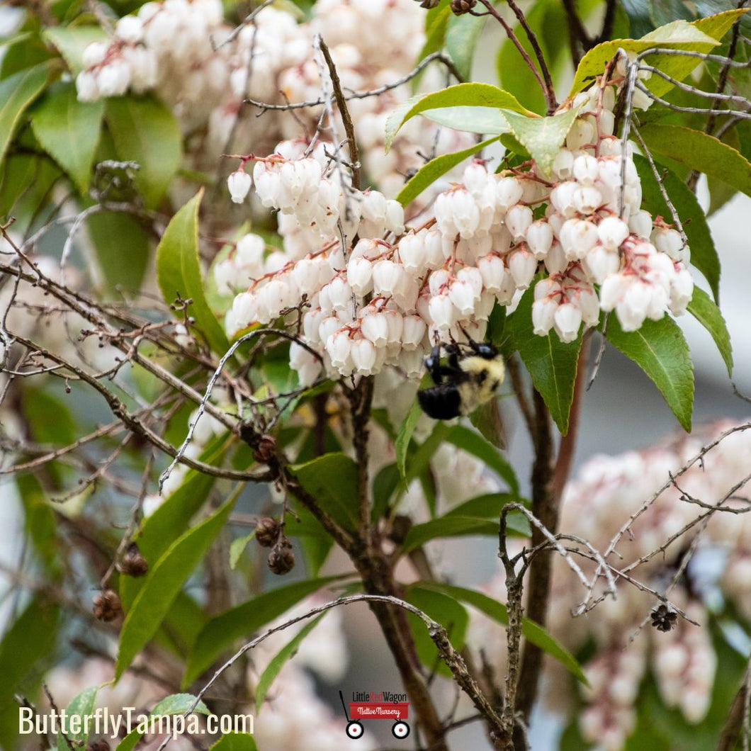 Coastal Doghobble - Leucothoe axillaris