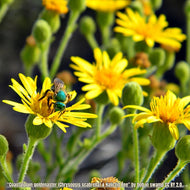 Coastalplain Goldenaster - Chrysopsis scabrella (1 Gal.)