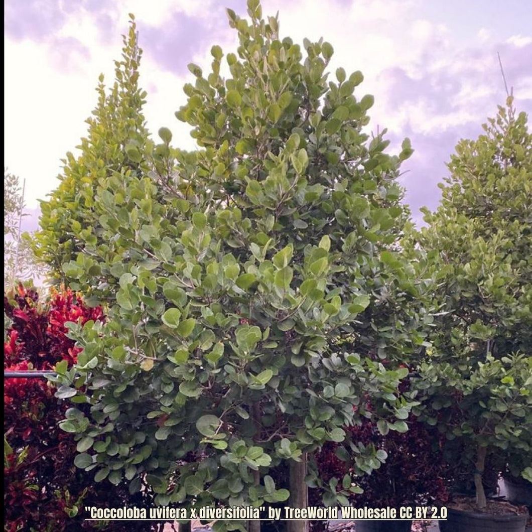 Sea Plum - Coccoloba uvifera x diversifolia