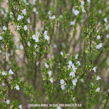 Load image into Gallery viewer, Rosemary Apalachicola - Conradina glabra (1 &amp; 3 gal.)
