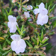 Rosemary Apalachicola (Conradina glabra)