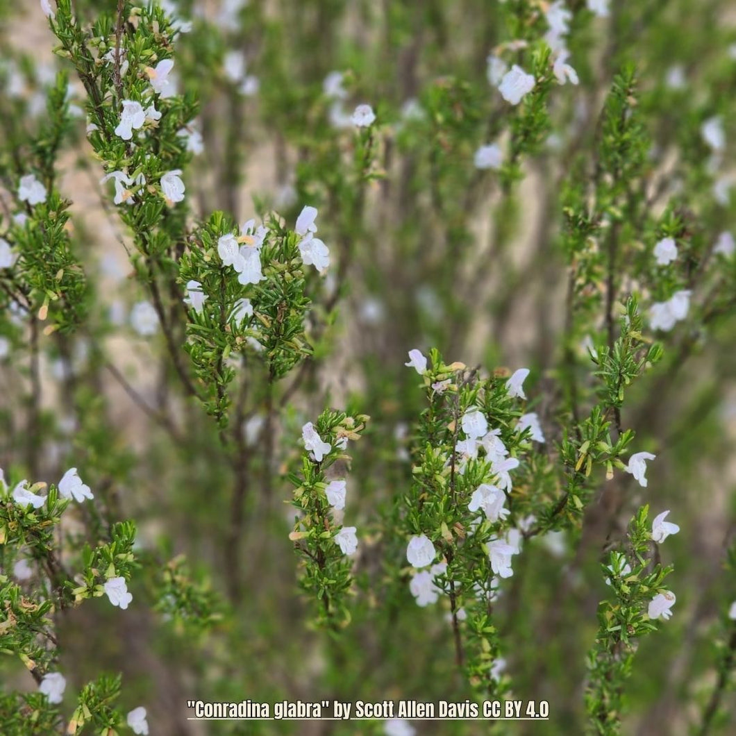 Rosemary Apalachicola - Conradina glabra (1 & 3 gal.)