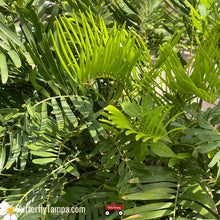 Load image into Gallery viewer, Coontie - Zamia integrifolia
