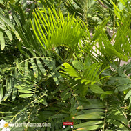 Coontie (Zamia integrifolia)