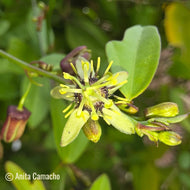 Corkystem Passionvine (Passiflora suberosa)