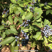 Load image into Gallery viewer, Swamp Dogwood - Cornus foemina

